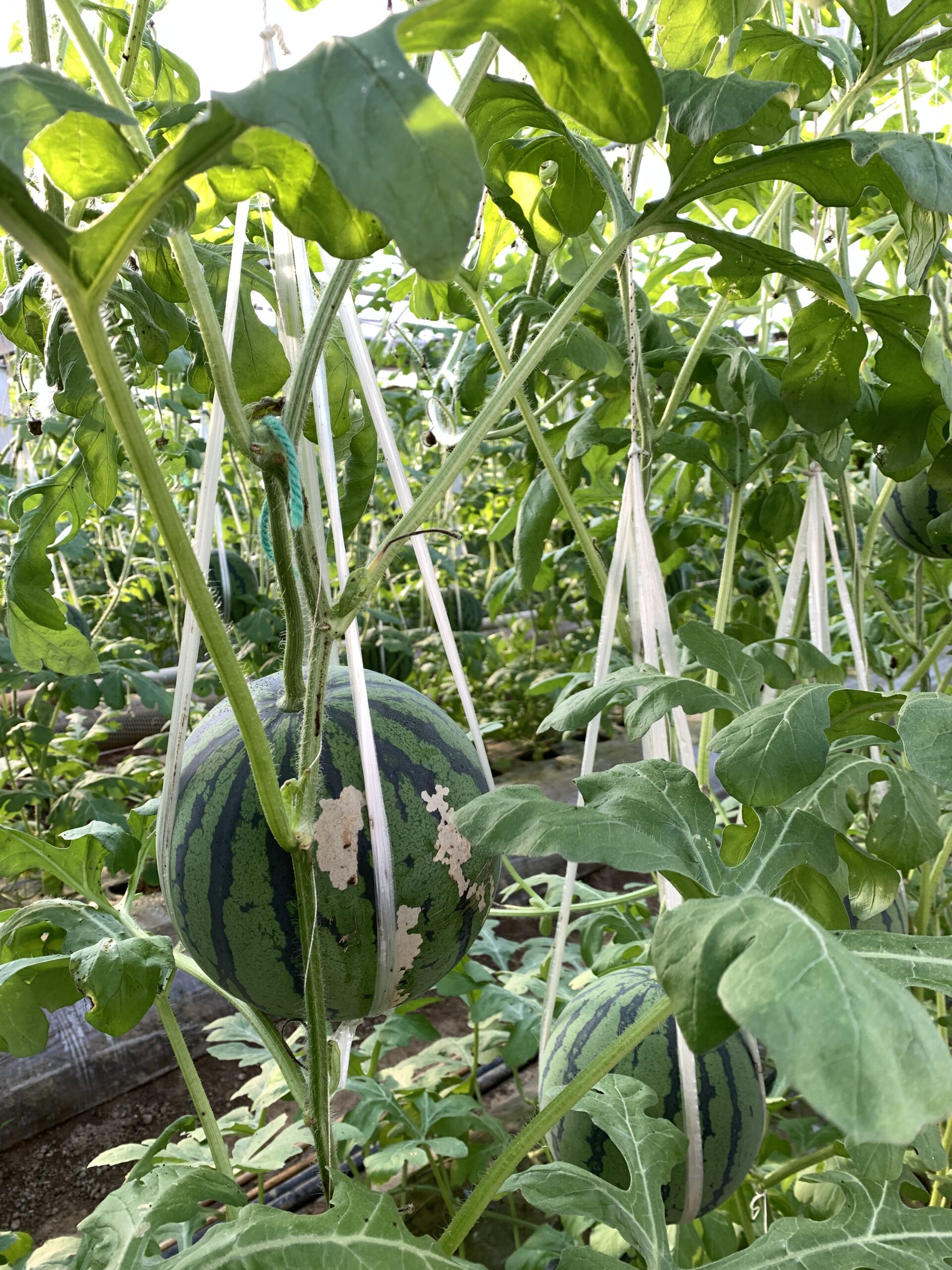 258341D6-CAF8-46B1-83E9-52095F85EE23