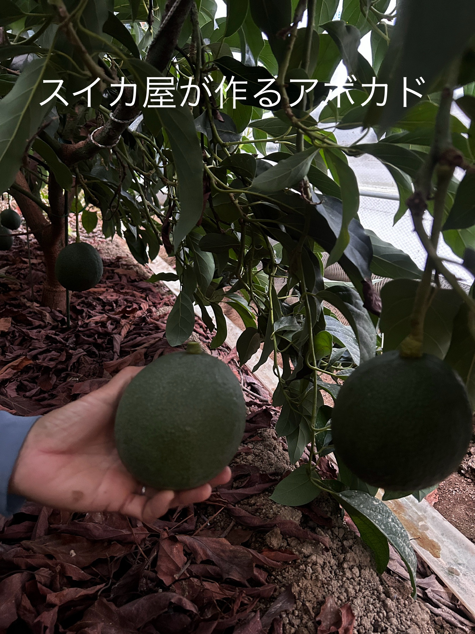 スイカ屋が作るアボカド